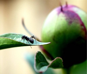 ant and flower